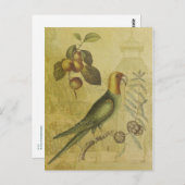 Carte Postale Perroquet avec prunes (Devant / Derrière)