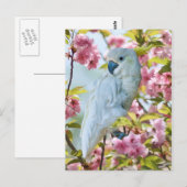 Carte Postale Perroquet blanc dans Crab Apple Tree Postcard (Devant / Derrière)