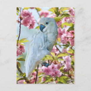 Carte Postale Perroquet blanc dans Crab Apple Tree Postcard