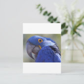 Carte Postale Perroquet bleu (Debout devant)