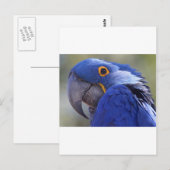 Carte Postale Perroquet bleu (Devant / Derrière)