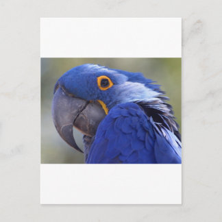 Carte Postale Perroquet bleu