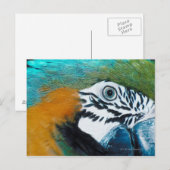 Carte Postale Perroquet bleu (Devant / Derrière)