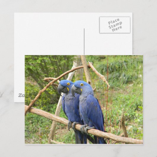 Carte Postale Perroquet bleu (Devant / Derrière)