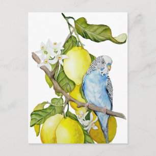 Carte Postale Perroquet bleu dans l'arbre à citrons Art botaniqu