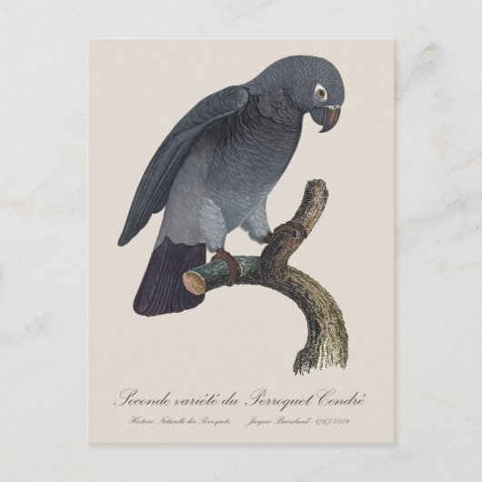 Carte Postale Perroquet Cendre / Timneh Perroquet gris africain (Devant)