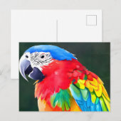 Carte Postale Perroquet coloré (Devant / Derrière)