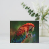 Carte Postale Perroquet Coloré (Debout devant)