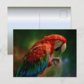 Carte Postale Perroquet Coloré (Devant / Derrière)