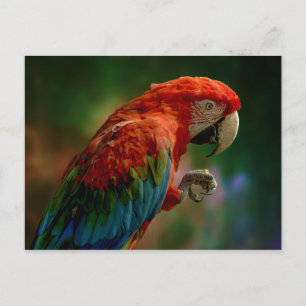 Carte Postale Perroquet Coloré