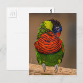 Carte Postale Perroquet coloré (Devant / Derrière)