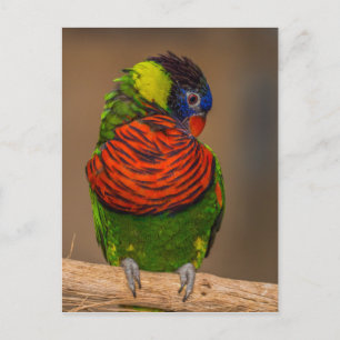 Carte Postale Perroquet coloré