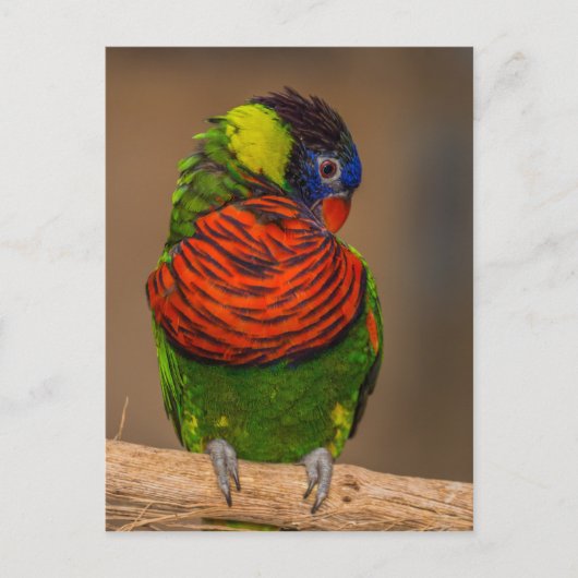 Carte Postale Perroquet coloré (Devant)