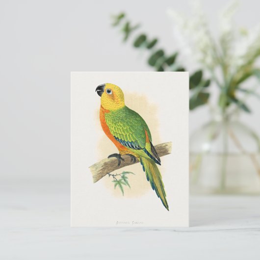 Carte Postale Perroquet, Conure de Jendaya, (Debout devant)