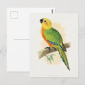 Carte Postale Perroquet, Conure de Jendaya, (Devant / Derrière)