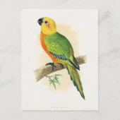 Carte Postale Perroquet, Conure de Jendaya, (Devant)