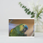 Carte Postale Perroquet curieux (Debout devant)