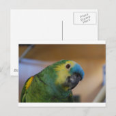 Carte Postale Perroquet curieux (Devant / Derrière)