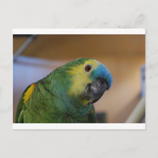Carte Postale Perroquet curieux (Devant)