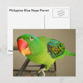 Carte postale : Perroquet de la nuque bleue des Ph (Devant / Derrière)