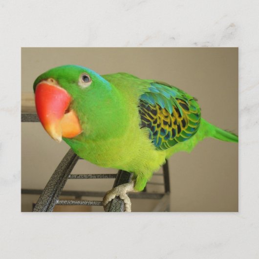 Carte postale : Perroquet de la nuque bleue des Ph (Devant)