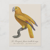 Carte Postale Perroquet de Paradis de Cuba, Psittacus Paradisi (Devant)