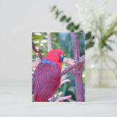 Carte Postale Perroquet d'eclectus coloré (Debout devant)