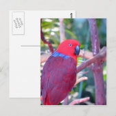 Carte Postale Perroquet d'eclectus coloré (Devant / Derrière)