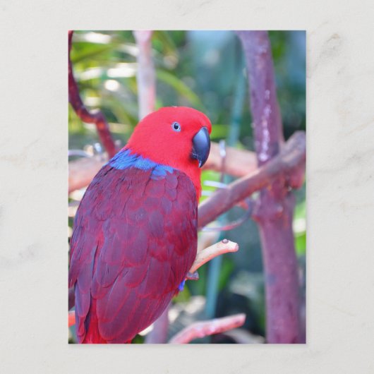 Carte Postale Perroquet d'eclectus coloré (Devant)