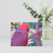 Carte Postale Perroquet d'eclectus coloré (Debout devant)