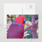 Carte Postale Perroquet d'eclectus coloré (Devant / Derrière)