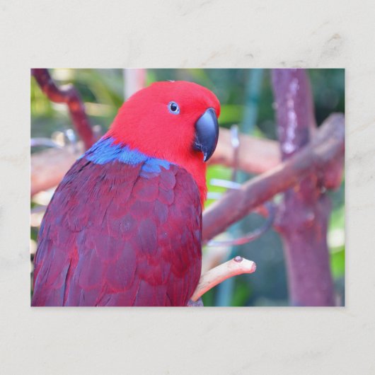 Carte Postale Perroquet d'eclectus coloré (Devant)