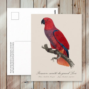Carte Postale Perroquet éclectus de Vosmaer, Eclectus Roratus Vo