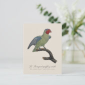 Carte Postale Perroquet geoffroy mâle / Perroquet à joues rouges (Debout devant)