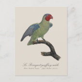 Carte Postale Perroquet geoffroy mâle / Perroquet à joues rouges (Devant)