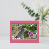 Carte Postale Perroquet gris africain aux orchidées (Debout devant)