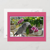 Carte Postale Perroquet gris africain aux orchidées (Devant / Derrière)