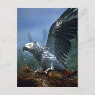 Carte Postale Perroquet gris africain dans la douche à tuyau