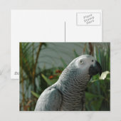 Carte Postale Perroquet gris africain digne (Devant / Derrière)
