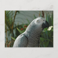 Perroquet gris africain digne