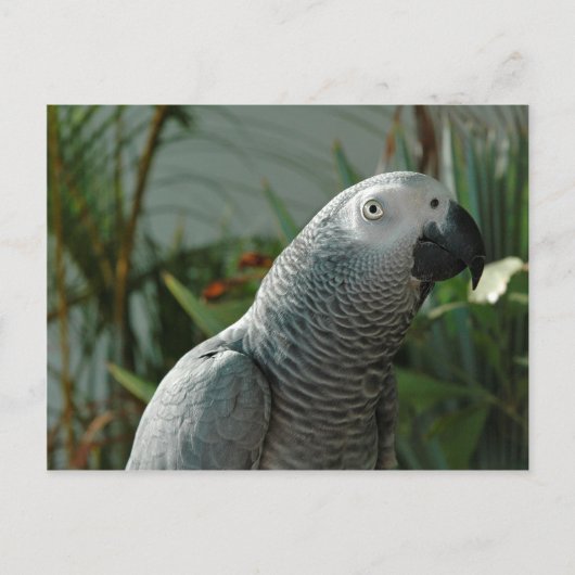 Carte Postale Perroquet gris africain digne (Devant)