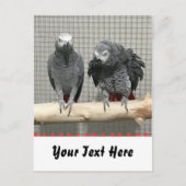 Carte Postale Perroquet gris africain, poste (Devant)