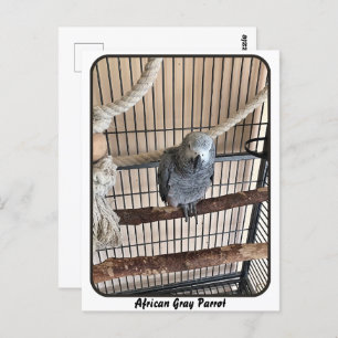 Carte Postale Perroquet gris africain, poste