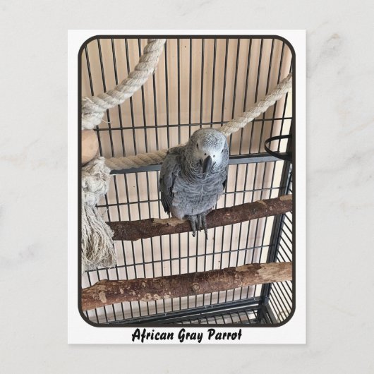 Carte Postale Perroquet gris africain, poste (Devant)