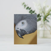 Carte Postale Perroquet gris d'Afrique (Debout devant)