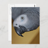 Carte Postale Perroquet gris d'Afrique (Devant / Derrière)