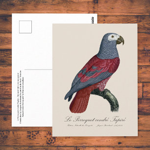 Carte Postale Perroquet Gris du Congo Facteur Rouge Psittacus Er