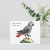 Carte Postale Perroquet gris - Psittacus erithacus (Debout devant)