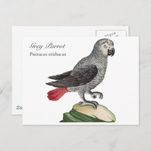 Carte Postale Perroquet gris - Psittacus erithacus (Devant / Derrière)