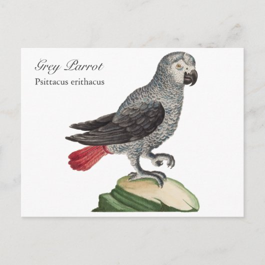 Carte Postale Perroquet gris - Psittacus erithacus (Devant)